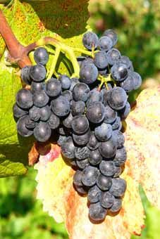 Klon 1-6Gm  lockerbeerig Auer Reben GmbH