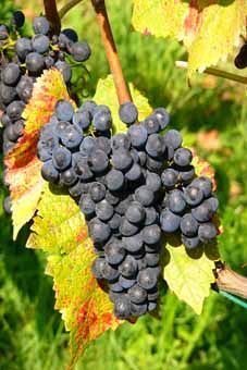 Klon 20-13Gm  mischbeerig Auer Reben GmbH