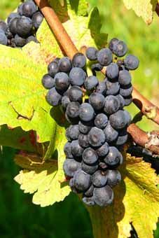 Pinot Klon 9-18  ACW RAC 12 Auer Reben GmbH