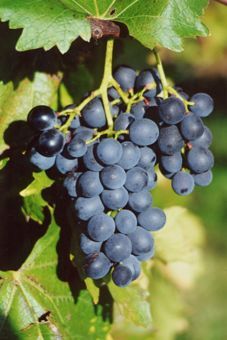 Muscat bleu Auer Reben GmbH