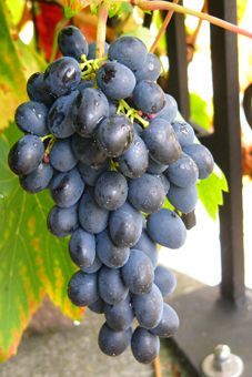 Nero (Sortenschutz) Auer Reben GmbH