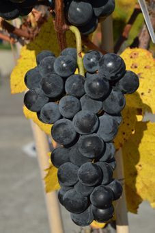 Dirju Campell early Auer Reben GmbH