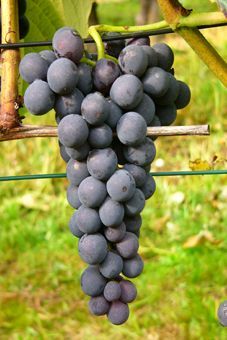 Venus Auer Reben GmbH