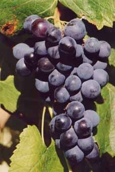 N.Y.-Muskat blau Auer Reben GmbH