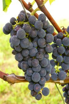 Buffalo Auer Reben GmbH