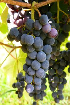 Magliasina Auer Reben GmbH