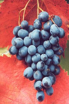 Ontario Auer Reben GmbH