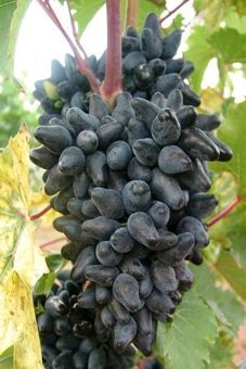 Philipp Auer Reben GmbH