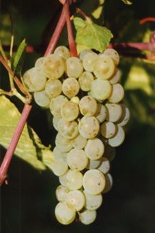 Aurora Auer Reben GmbH