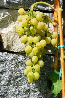 Birstaler Muskat (S) Auer Reben GmbH