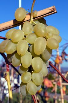 Arkadia-Juliana Auer Reben GmbH