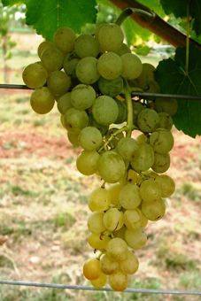 Himrod Auer Reben GmbH