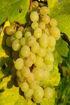 Talizman Auer Reben GmbH