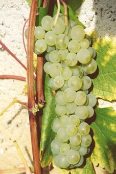 Excelsior Auer Reben GmbH