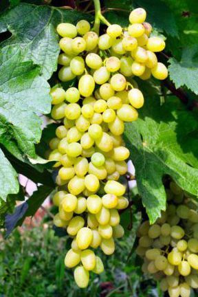 Sulima Auer Reben GmbH