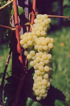 Romulus und New York Auer Reben GmbH