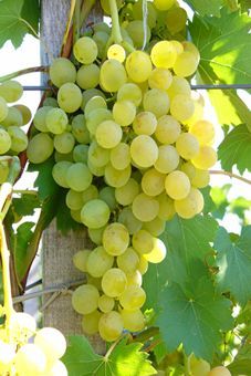 Lilla Auer Reben GmbH