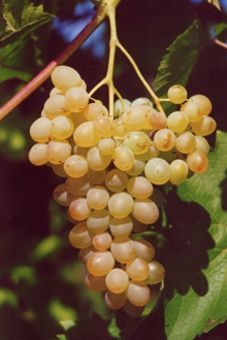 Verdelet Auer Reben GmbH