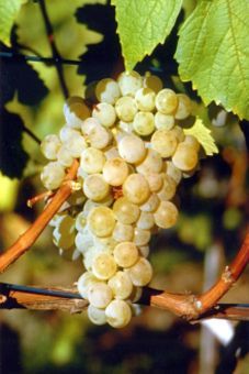 Ferdinand de Lesseps Auer Reben GmbH