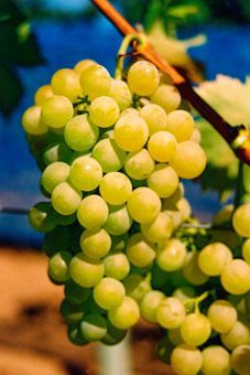 Fanny Auer Reben GmbH