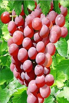 Vanessa Auer Reben GmbH