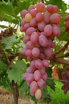 Katharina Auer Reben GmbH