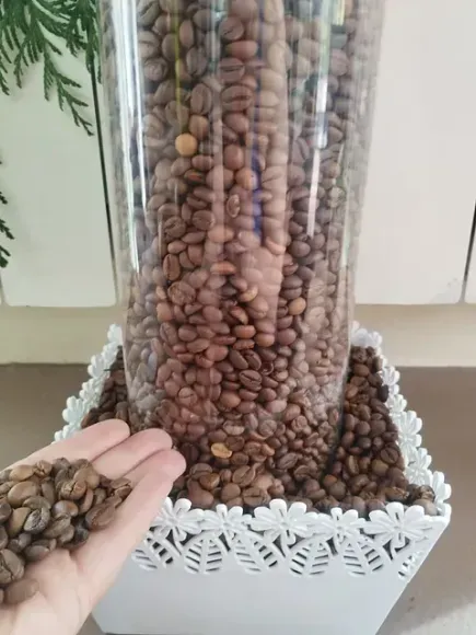 Una persona sostiene un puñado de granos de café delante de un recipiente lleno de granos de café.