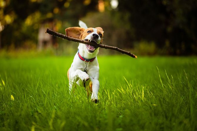 hundebetreuung - hund - Hundeferienheim Burg im Leimental - Burg im Leimental