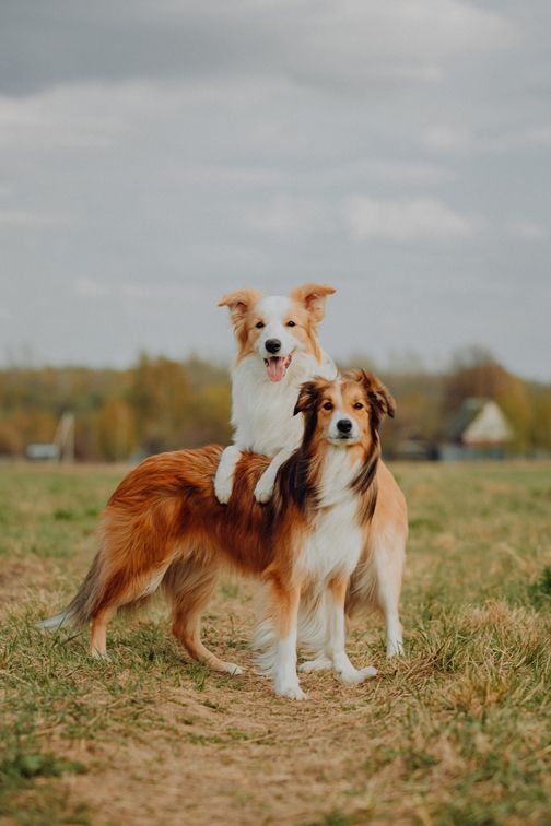 hundebetreuung - hund - Hundeferienheim Burg im Leimental - Burg im Leimental