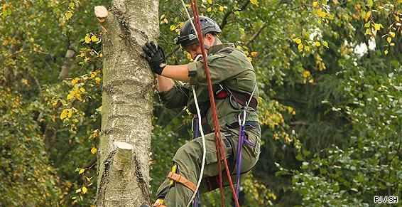 Élagueur qui escalade un arbre