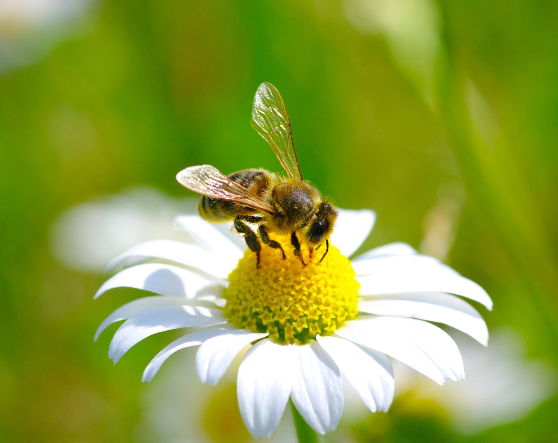 Abeja polinizando una margarita blanca con un centro amarillo sobre un fondo verde borroso.