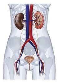 Um diagrama dos rins e do aparelho urinário humano.