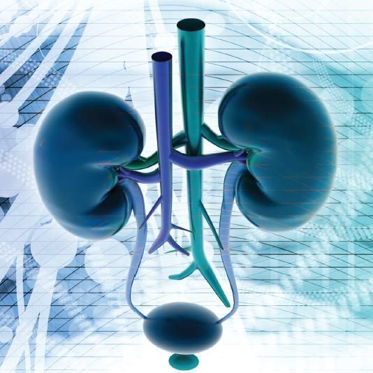 Uma imagem gerada por computador de um rim e bexiga