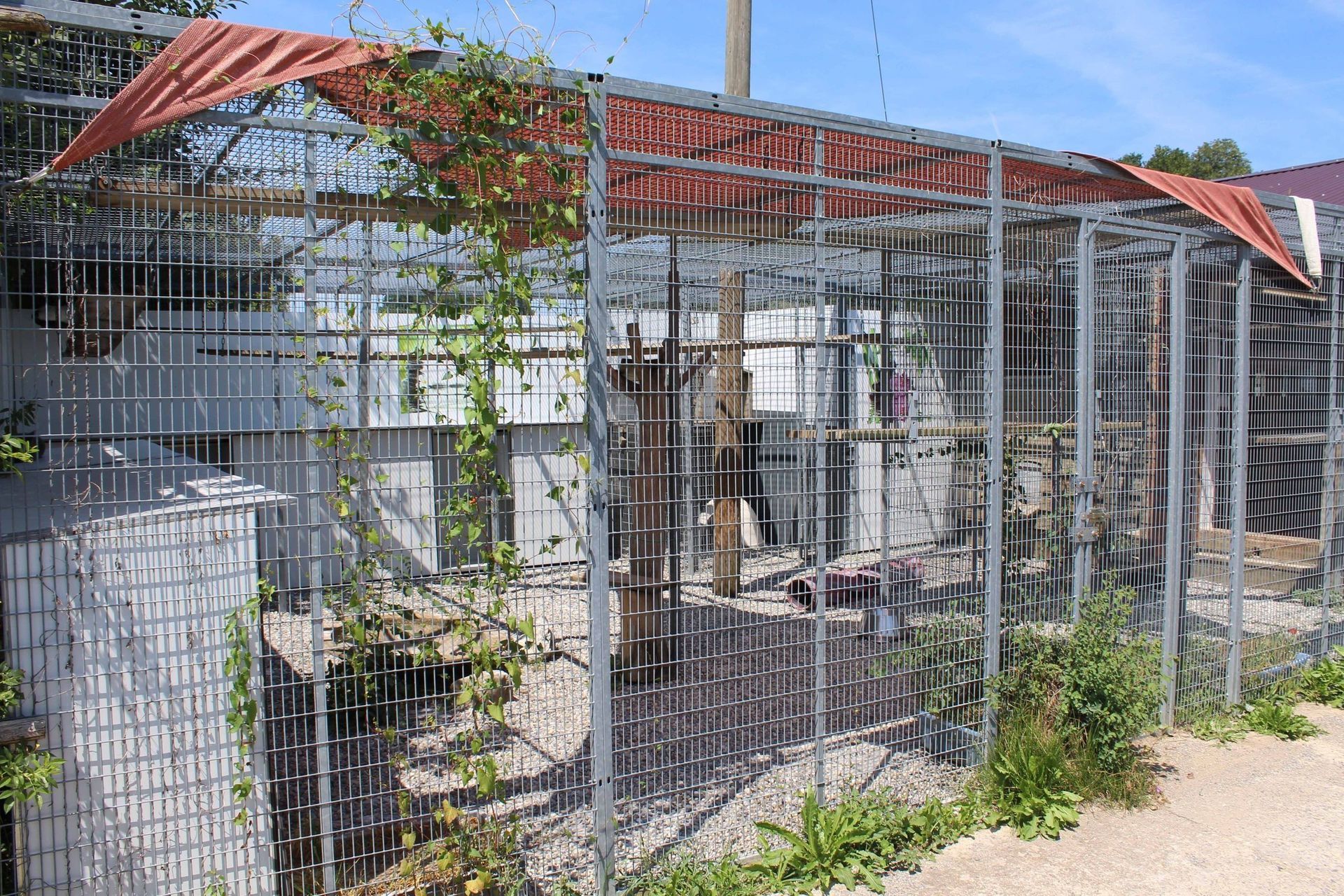 Pension pour chiens et chats - Pradog Sarl