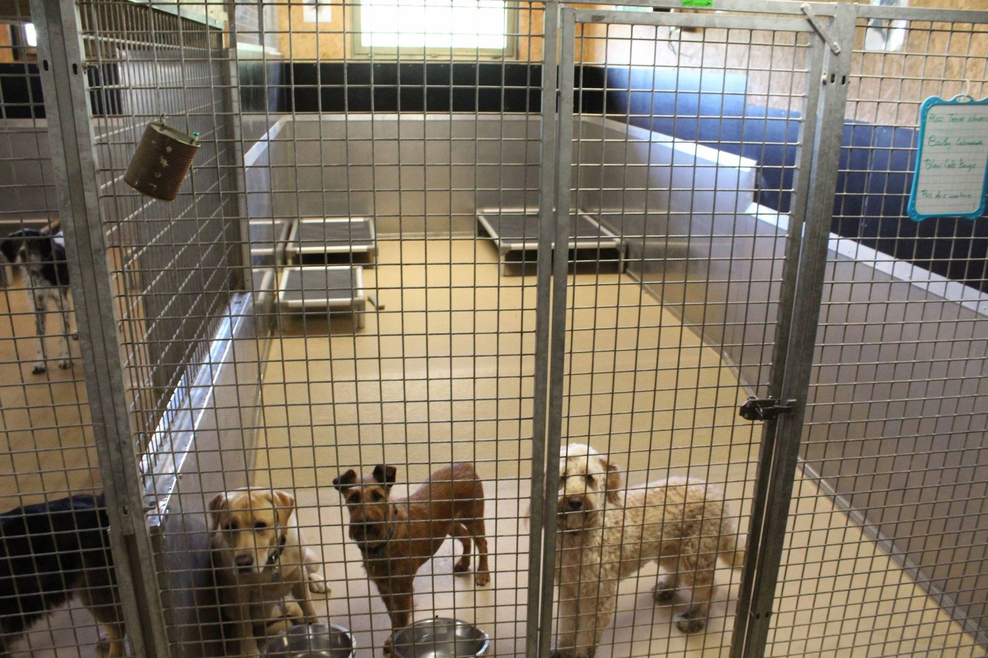 Pension pour chiens et chats - Pradog Sarl