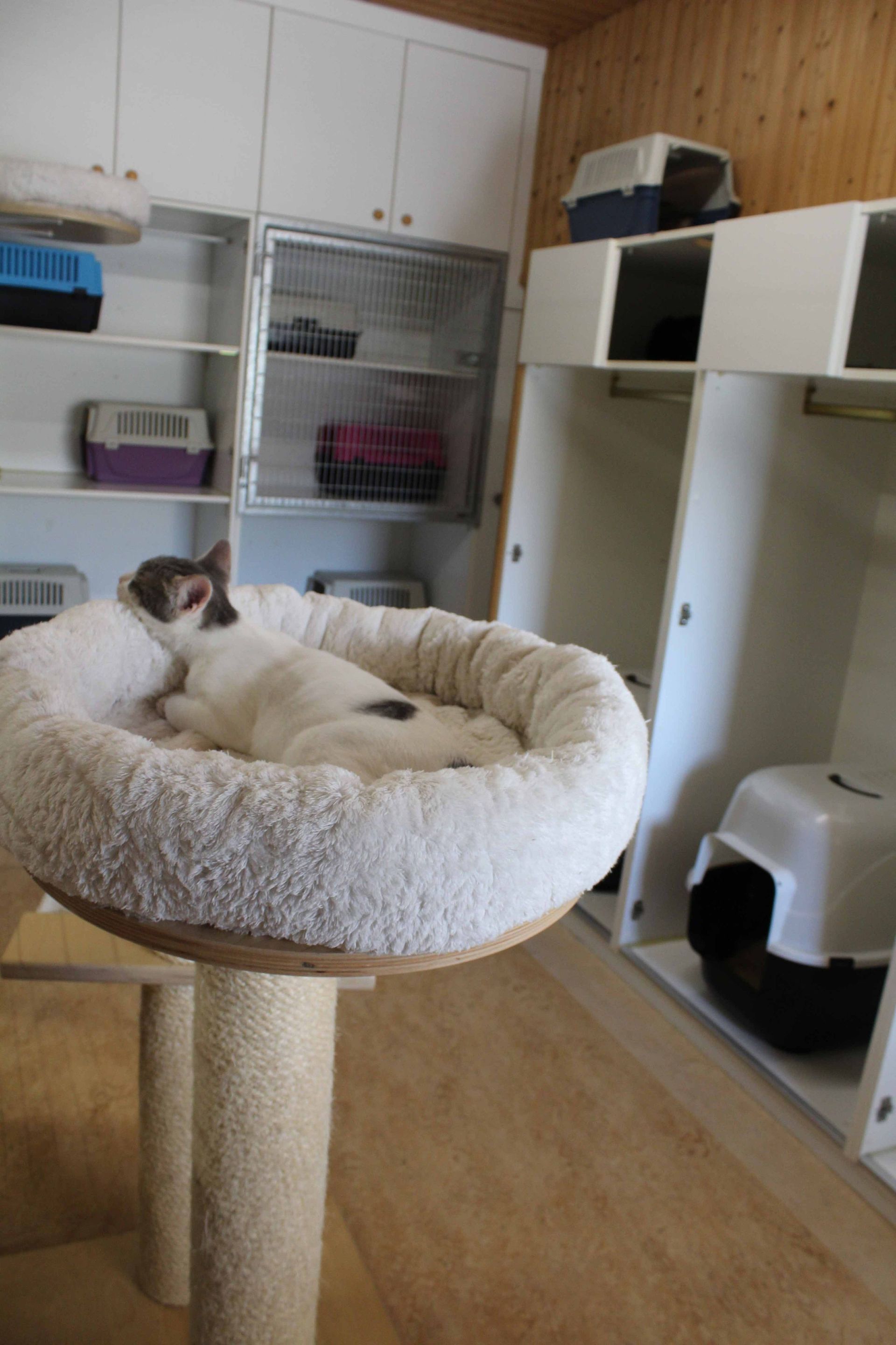 Pension pour chiens et chats - Pradog Sarl