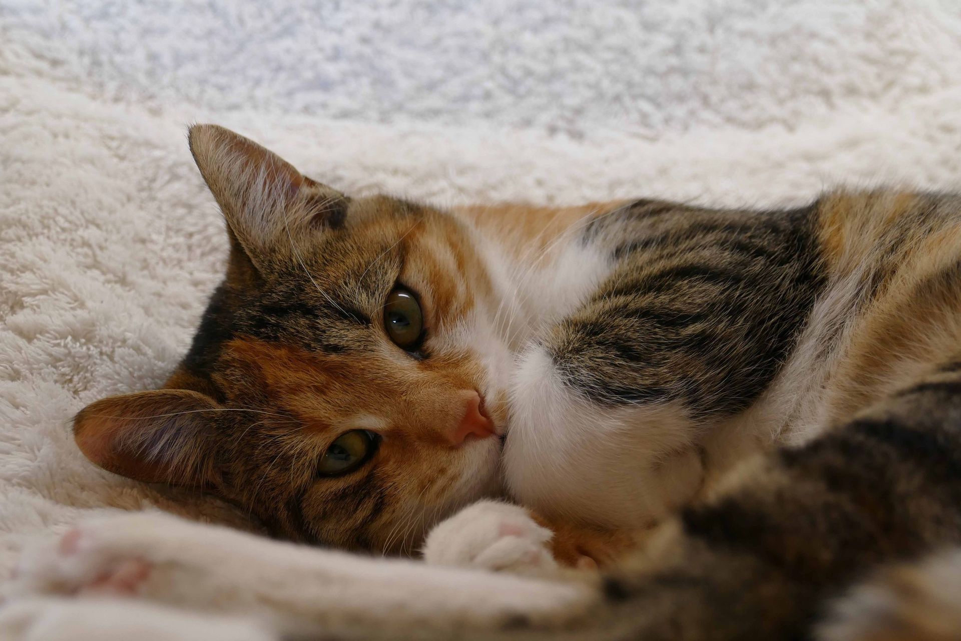 Pension pour chiens et chats - Pradog Sarl