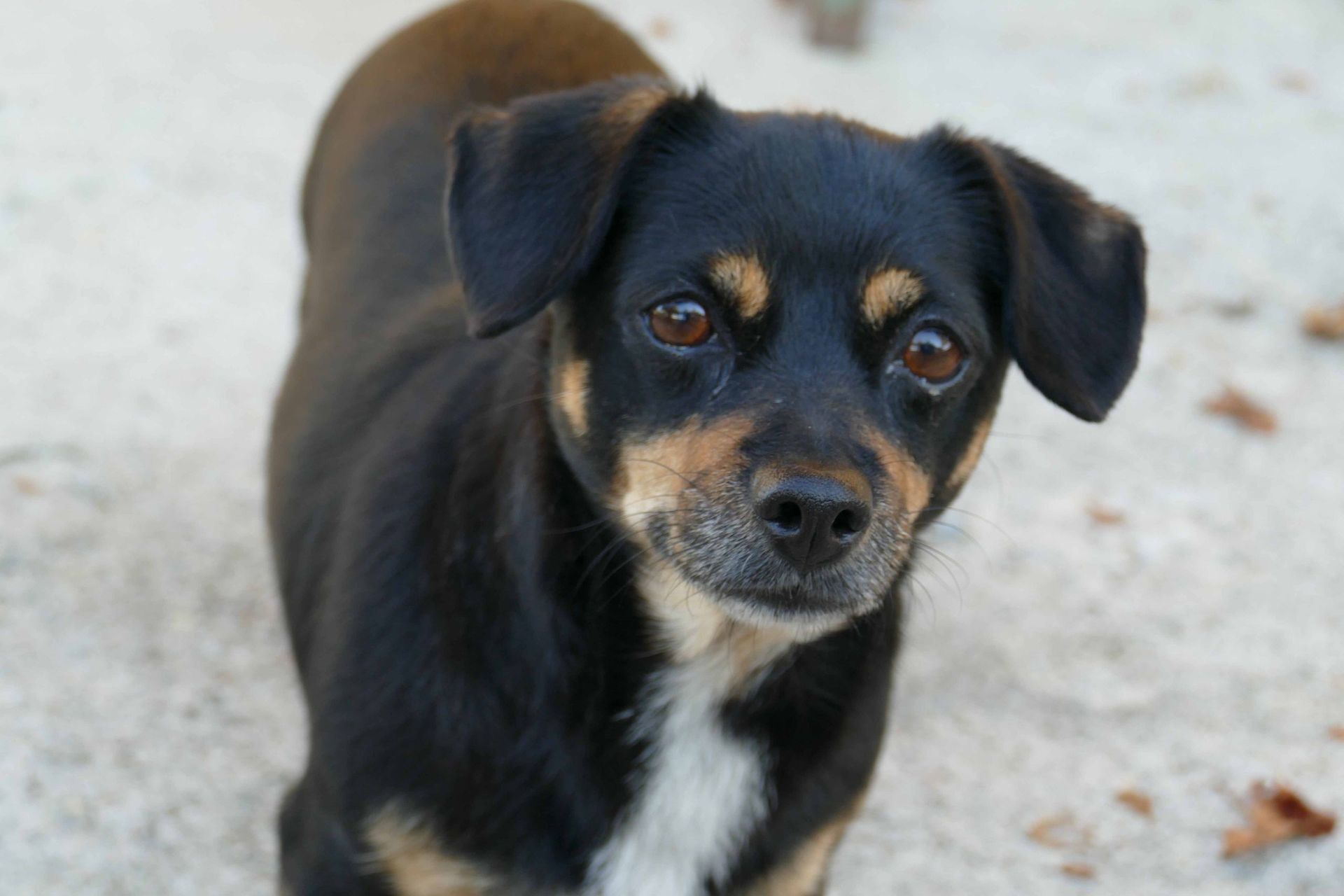 Pension pour chiens et chats - Pradog Sarl