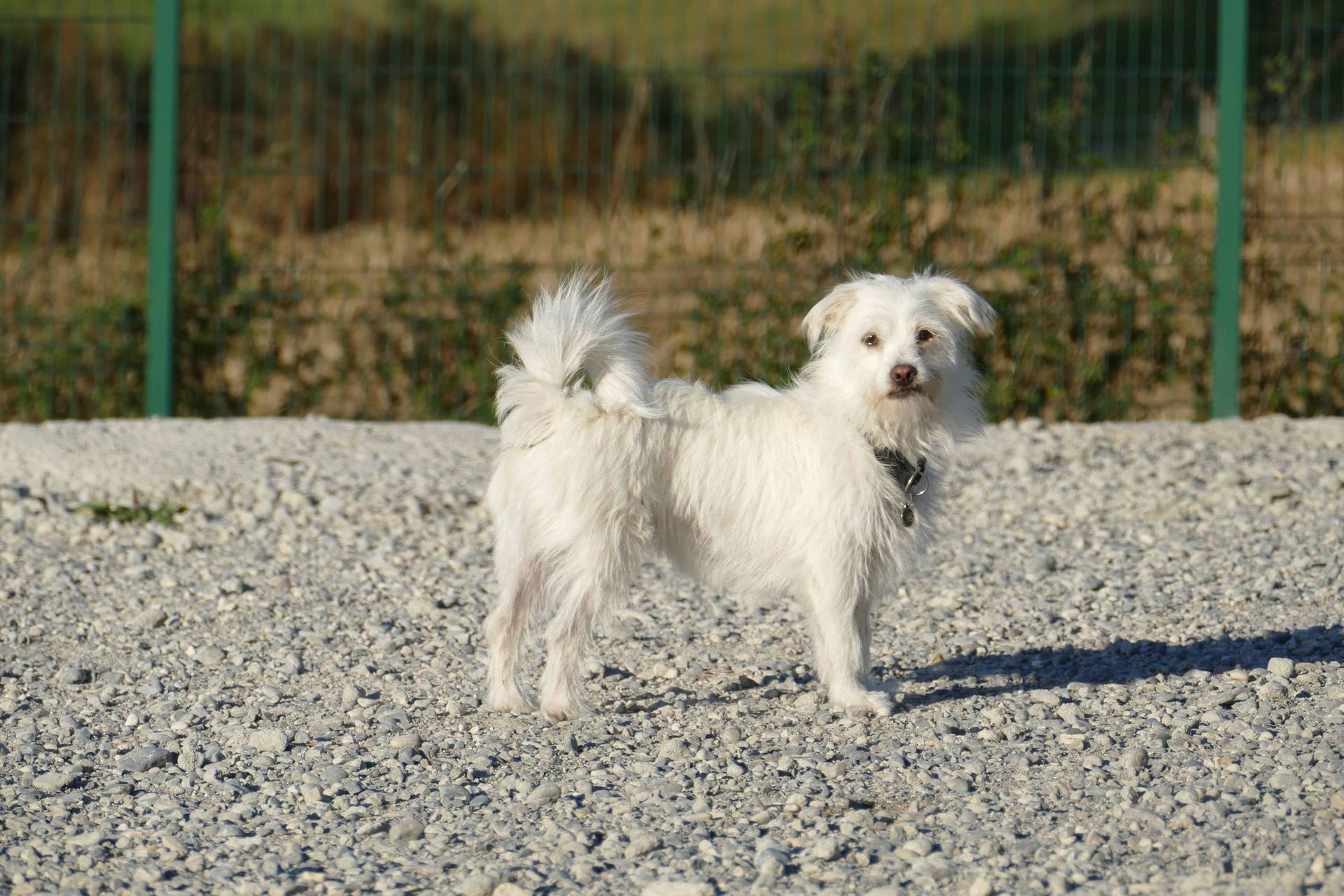 Pension pour chiens et chats - Pradog Sarl