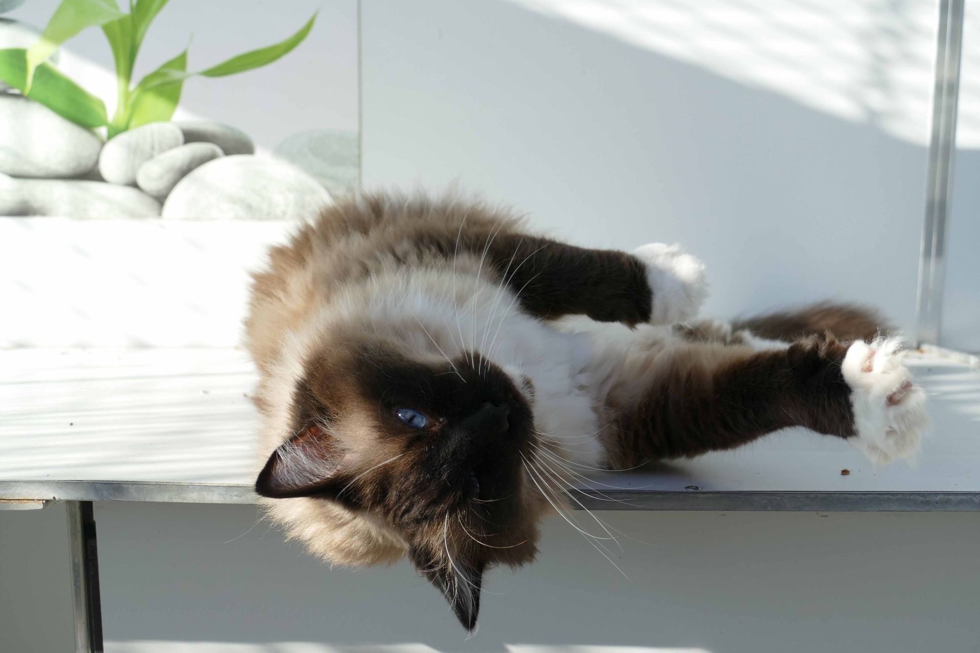 Pension pour chiens et chats - Pradog Sarl