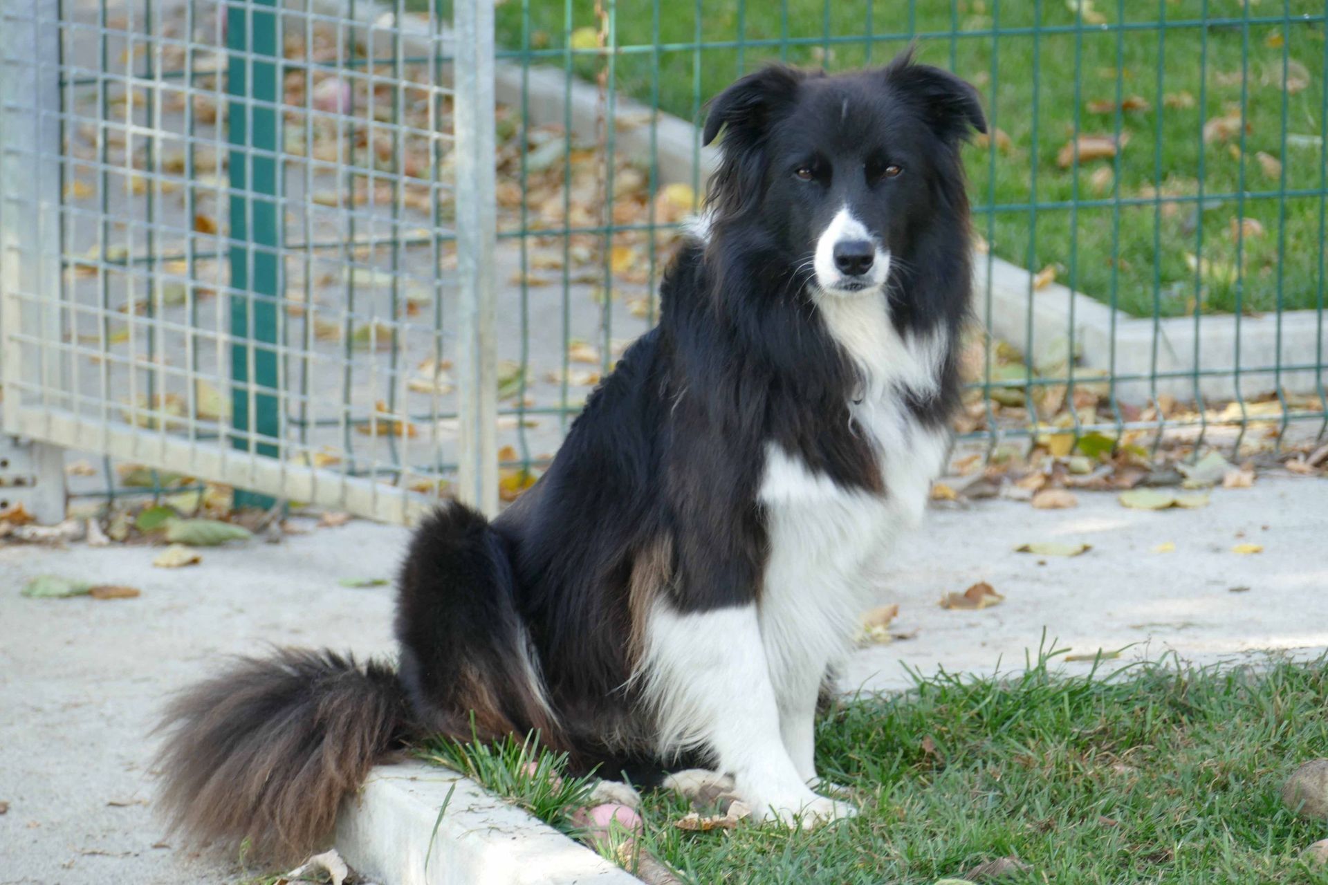 Pension pour chiens et chats - Pradog Sarl