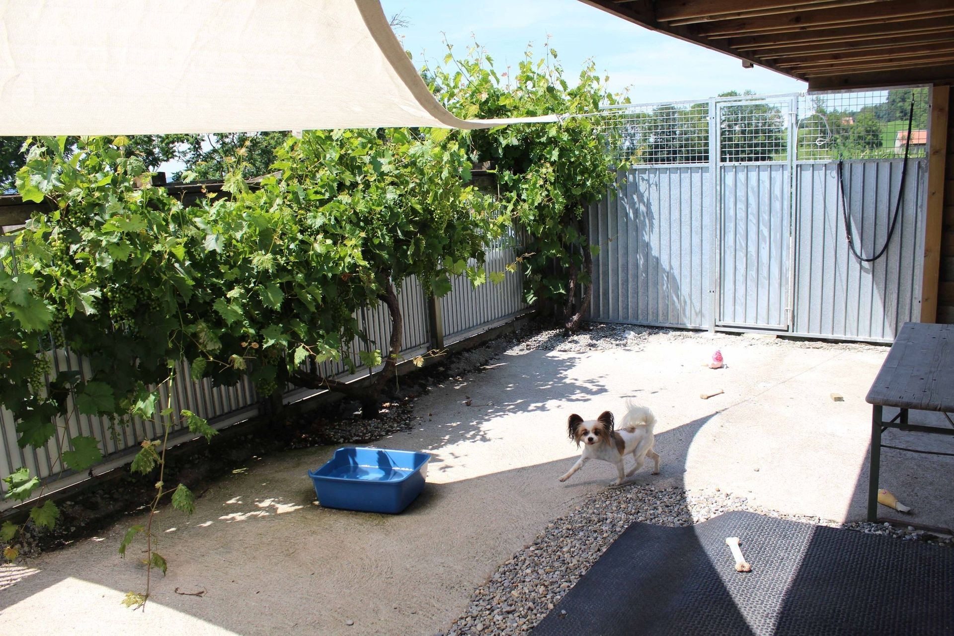 Pension pour chiens et chats - Pradog Sarl