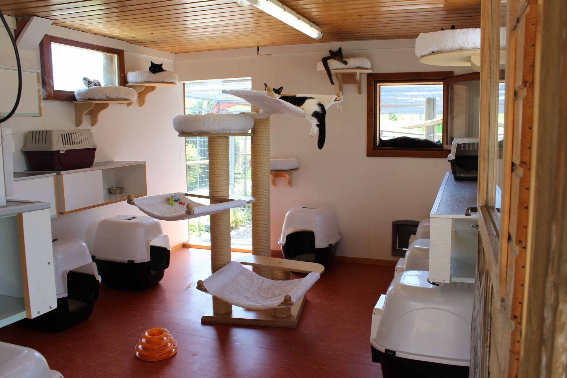 Pension pour chiens et chats - Pradog Sarl