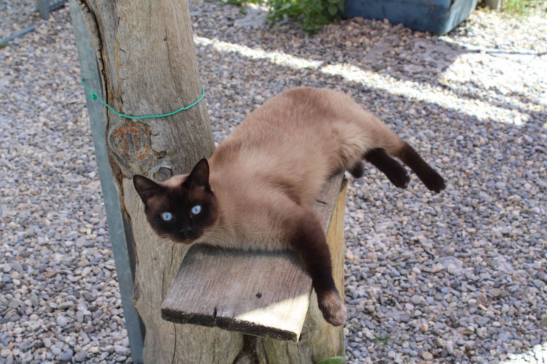 Pension pour chiens et chats - Pradog Sarl