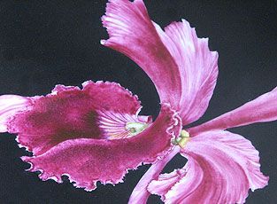 Modern Deko | Deniz Demiral DModern Deko | Deniz Demiral Dogan | Porzellan-Malatelier | Porzellanmalkurse, Porzellanmalerei, Porzellan-Geschäft | Schaffhausenogan | Porzellan-Malatelier | Porzellanmalkurse, Porzellanmalerei, Porzellan-Geschäft | Schaffhausen