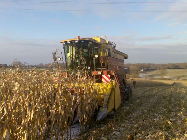 Battage maïs dans la Sarthe (74) 