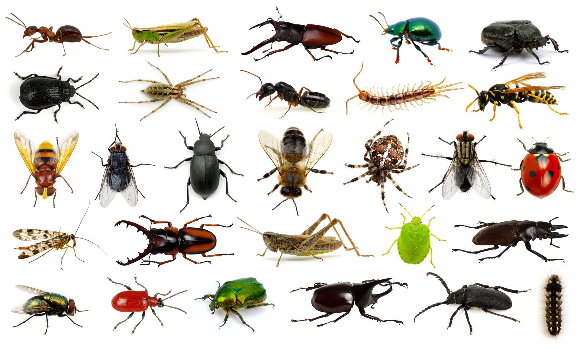 Plusieurs insectes