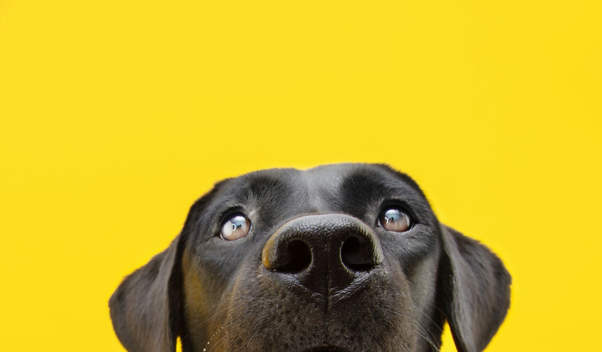 Chien détecteur de punaise de lit