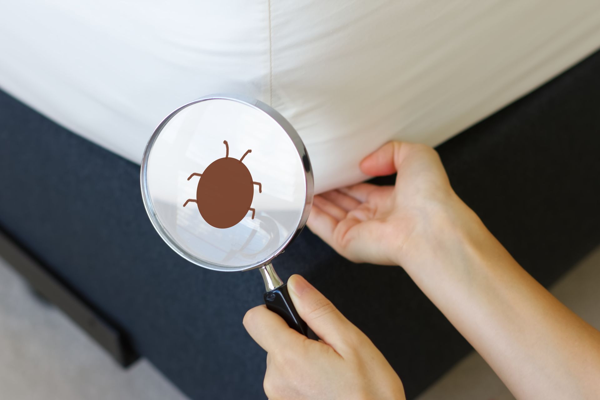 Mise en évidence d'une punaise avec une loupe