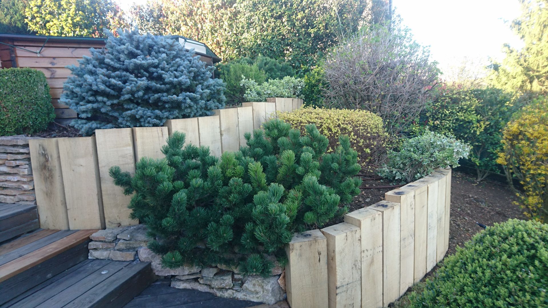 Un jardin en terrasses avec des murs de soutènement en bois, un arbuste bleu, un conifère vert foncé et divers arbustes à côté des escaliers de la terrasse.